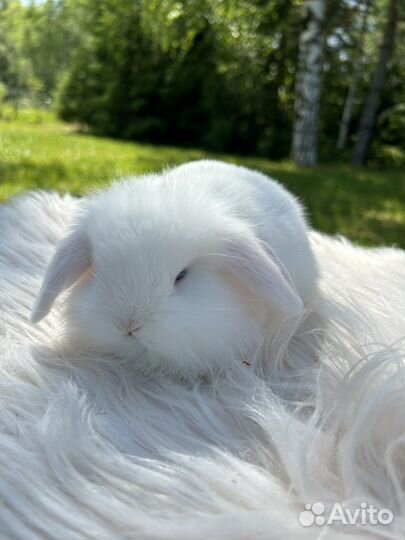 Голубоглазый белоснежный декоративный кролик