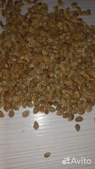 Семена люцерны,суданки,эспарцета