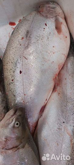 Свежая рыба форель морская без заморозки доставка