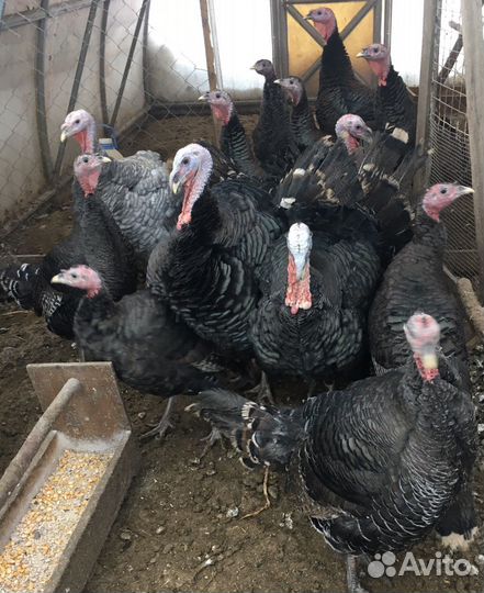 Индюки(читайте описание)