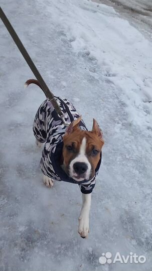 Зимний комбинезон для собаки средних пород