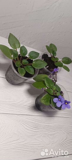 Бегония Дрега, фиалки