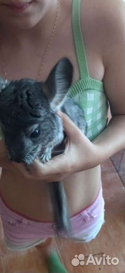Шиншилла