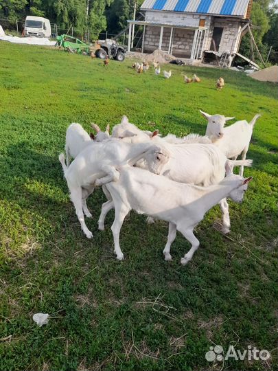 Зааненские козлики