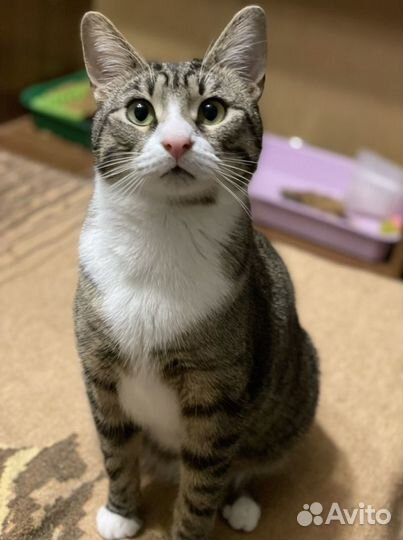 Коты в хорошие руки