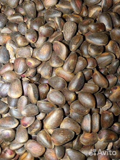 Кедровый орех