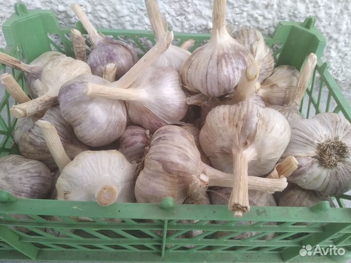 Чеснок на посадку и еду