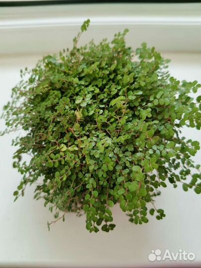 Солейролия или гелксина