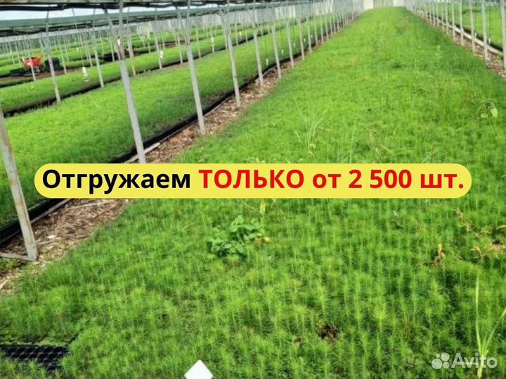 Саженцы сосны зкс оптом