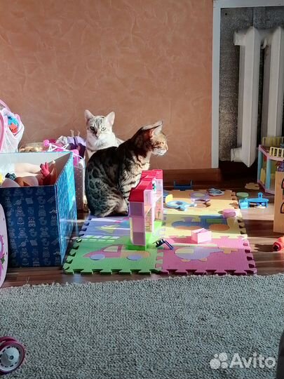 Бенгальская