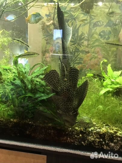 Сом парчовый,40 см