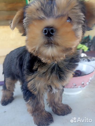 Йоркширский терьер