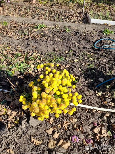 Хризантемы,дубки