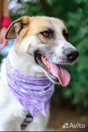 Собака в добрые руки