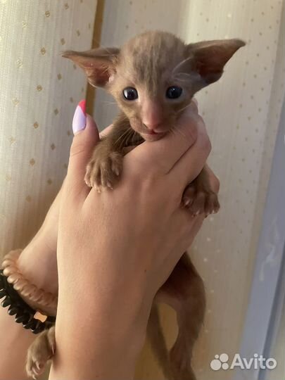 Ориентальные