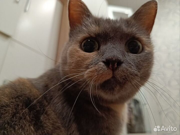 Кошечка Булочка