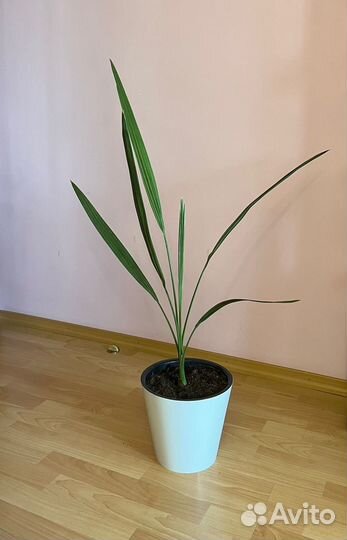 Финиковая пальма