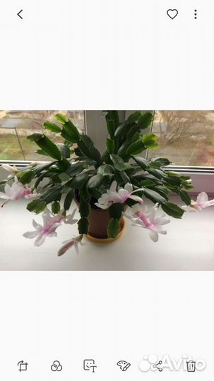 Цветок декабрист