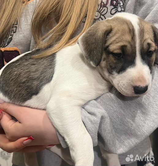 Щенок бультерьера