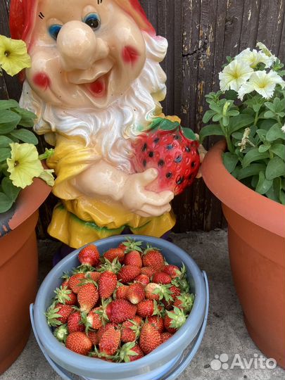 Рассада клубники с окс