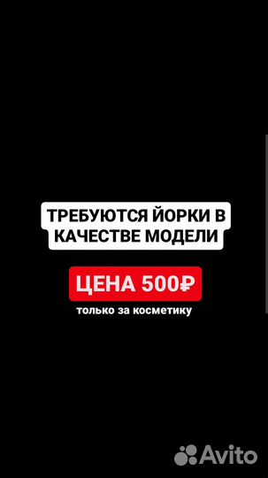 Ищу модель йорка