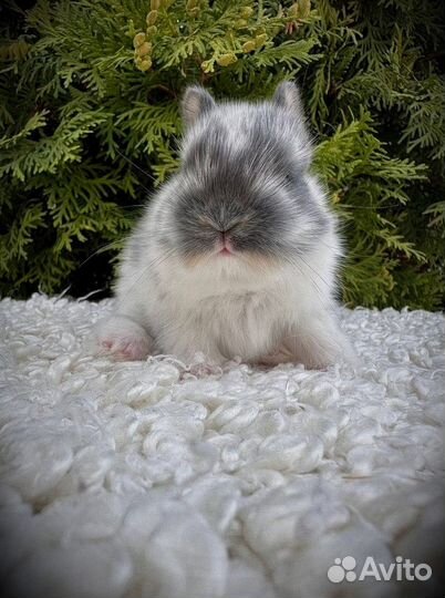 Мини домашние кролики