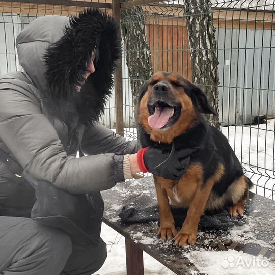Собака в добрые руки