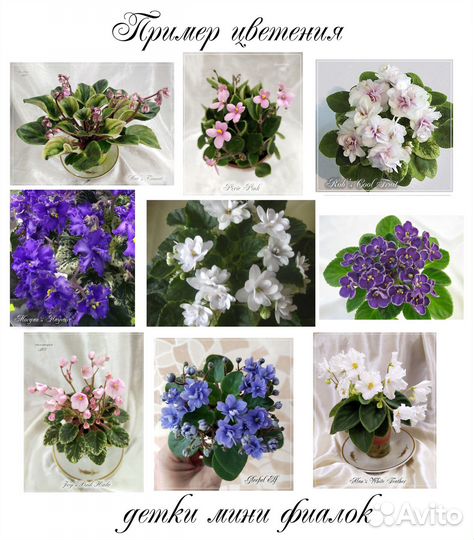 Мини фиалки