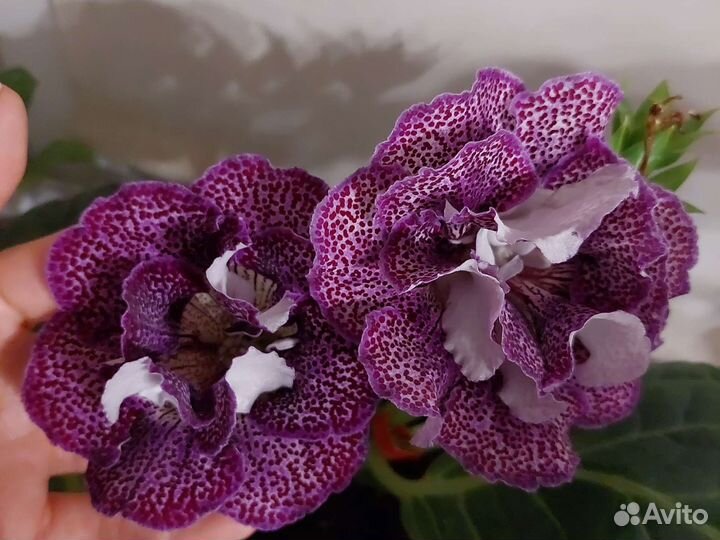 Глоксиния ен Брауни. Клубни, детки