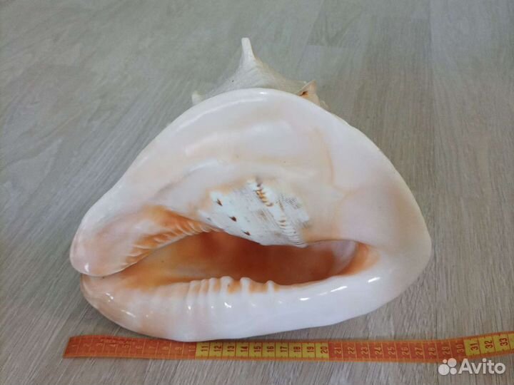 Большая морская раковина