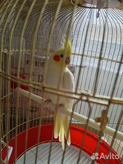 Попугай корелла девочка