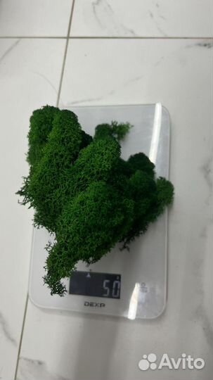 Стабилизированный мох