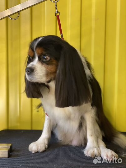 Грумер Стрижка собак Груминг Экспресс линька