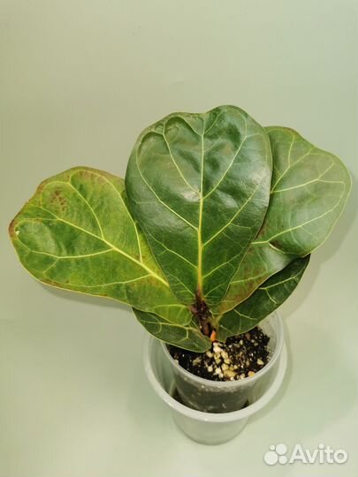 Фикусы сортовые Тинике, Бамбино