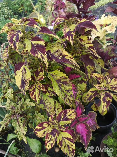 Колеусы вегетативные