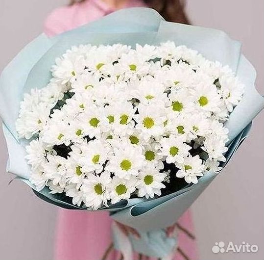 Хризантема