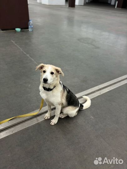 Щенок мальчик