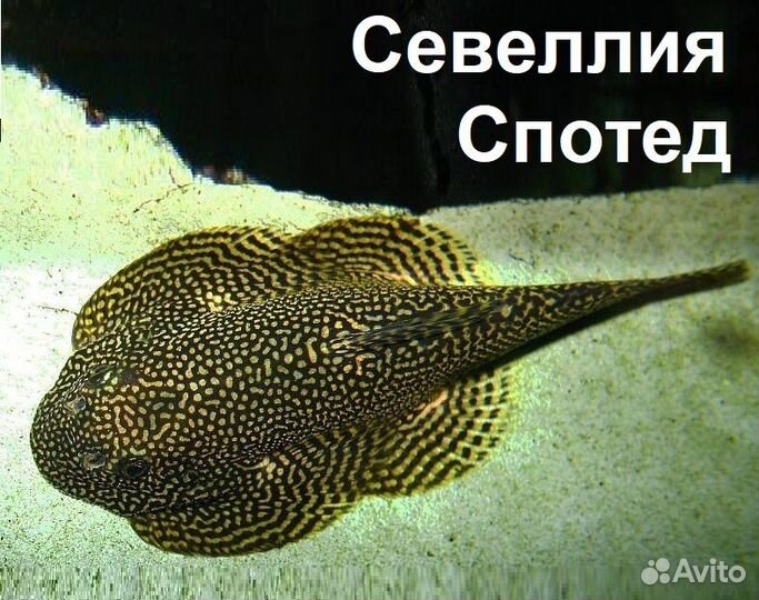 Псевдоскаты Мармората, Спотед, Линеолата Севеллия