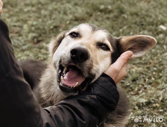Михаил Верный друг и компаньон в поисках семьи
