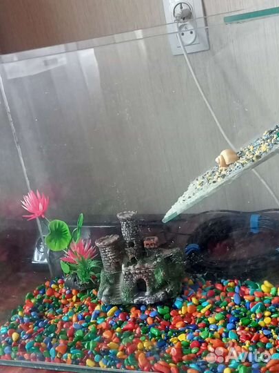 Аквариум для черепах