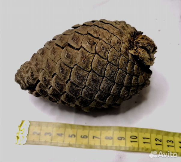 Шишка пицунцкой сосны