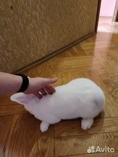 Кролик в добрые руки