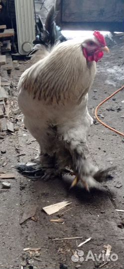 Петух брама