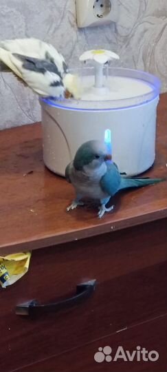 Попугай калита- монах- квакер