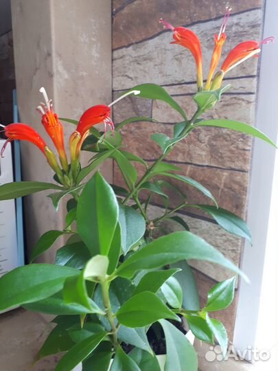 Эсхинантус жар птица