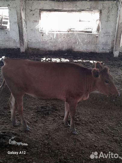 Коровы и телки стельные