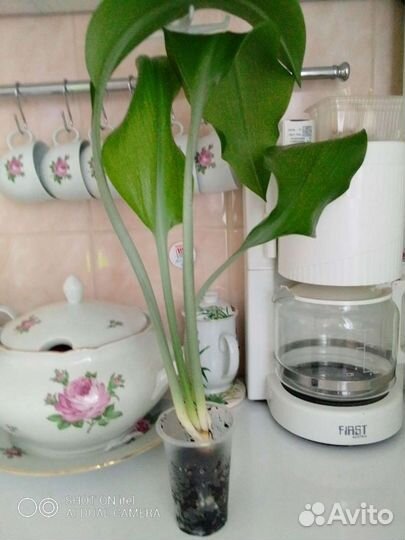 Эухарис ароматный, амозонская лилия