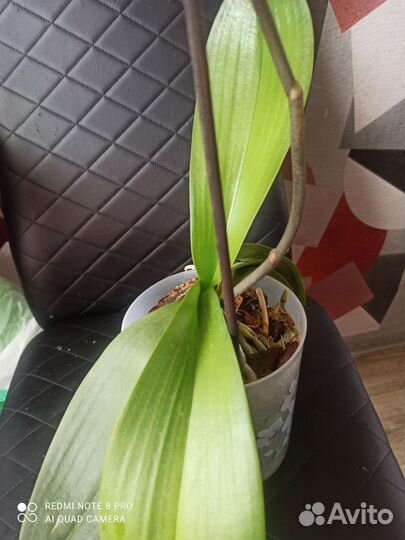 Орхидея фаленопсис