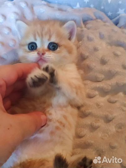 Котята золотая шиншилла