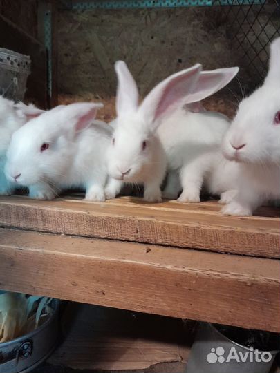 Кролик белый паннон